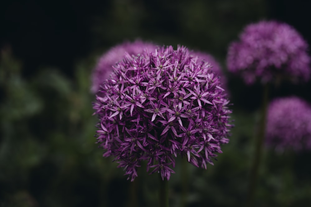 purple flowers with green leaves