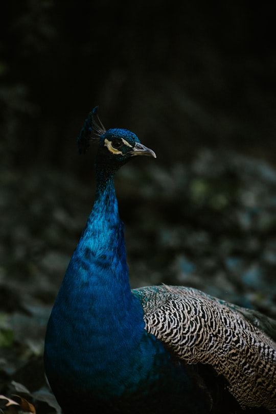 selective photography of peacock in Johannesburg Zoo South Africa South Africa