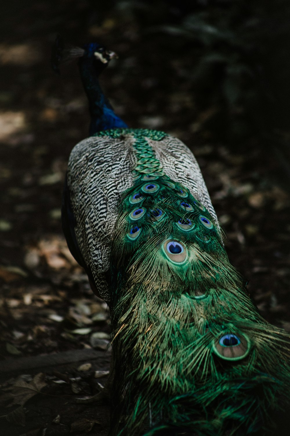 shallow focus photography of peafowl