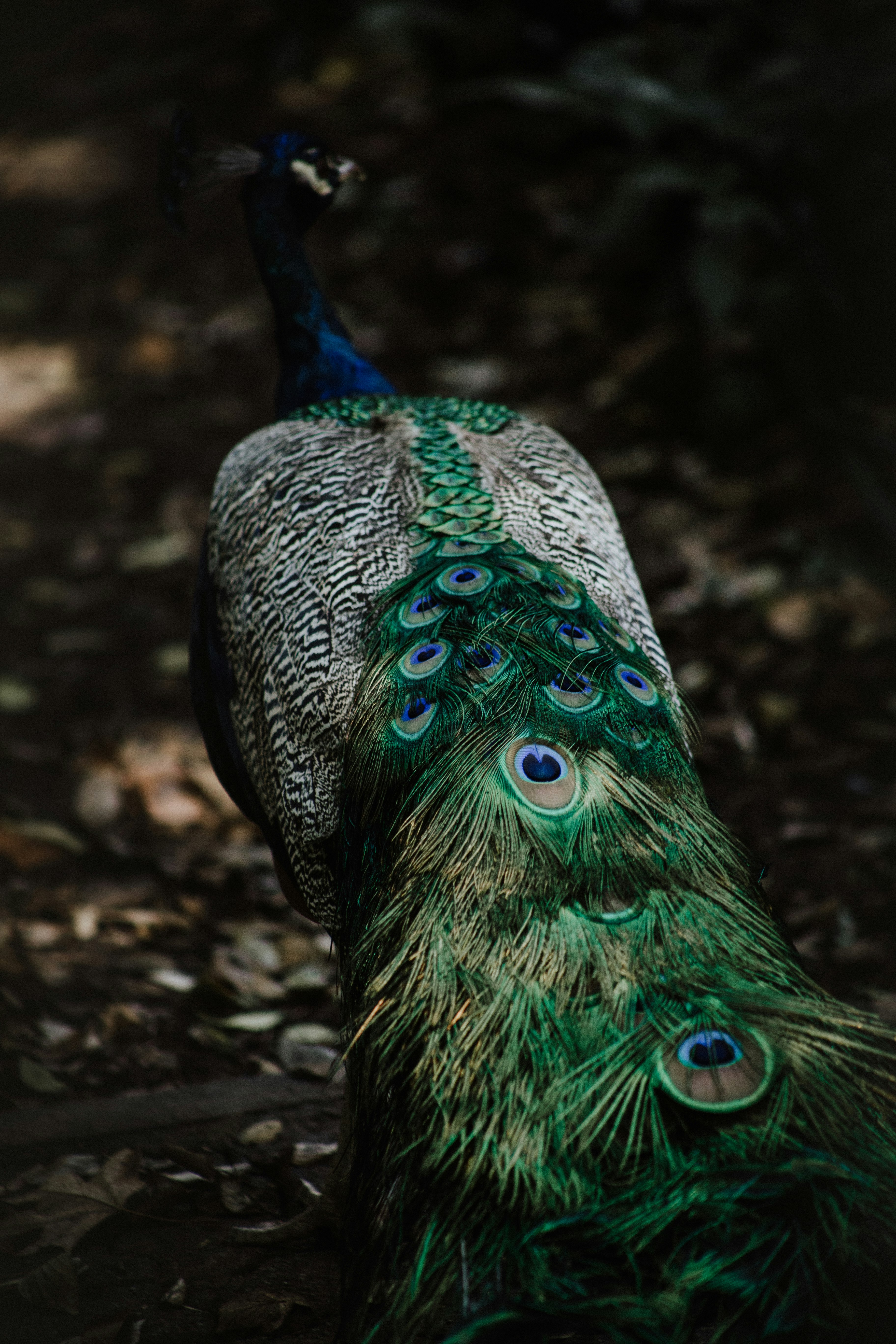 shallow focus photography of peafowl