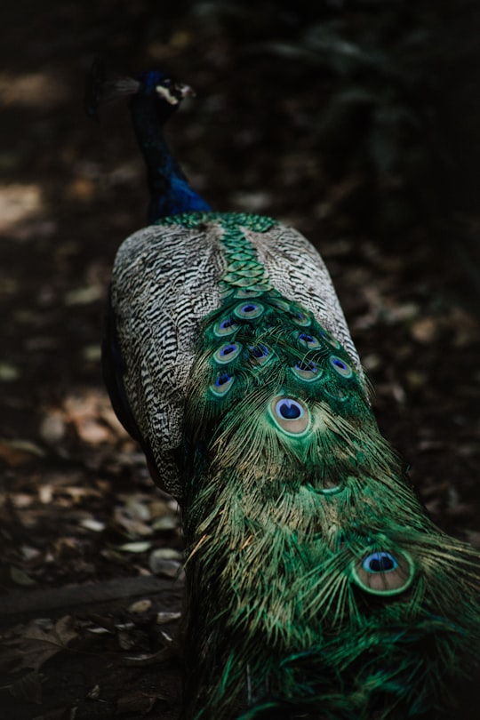 shallow focus photography of peafowl in Johannesburg Zoo South Africa South Africa