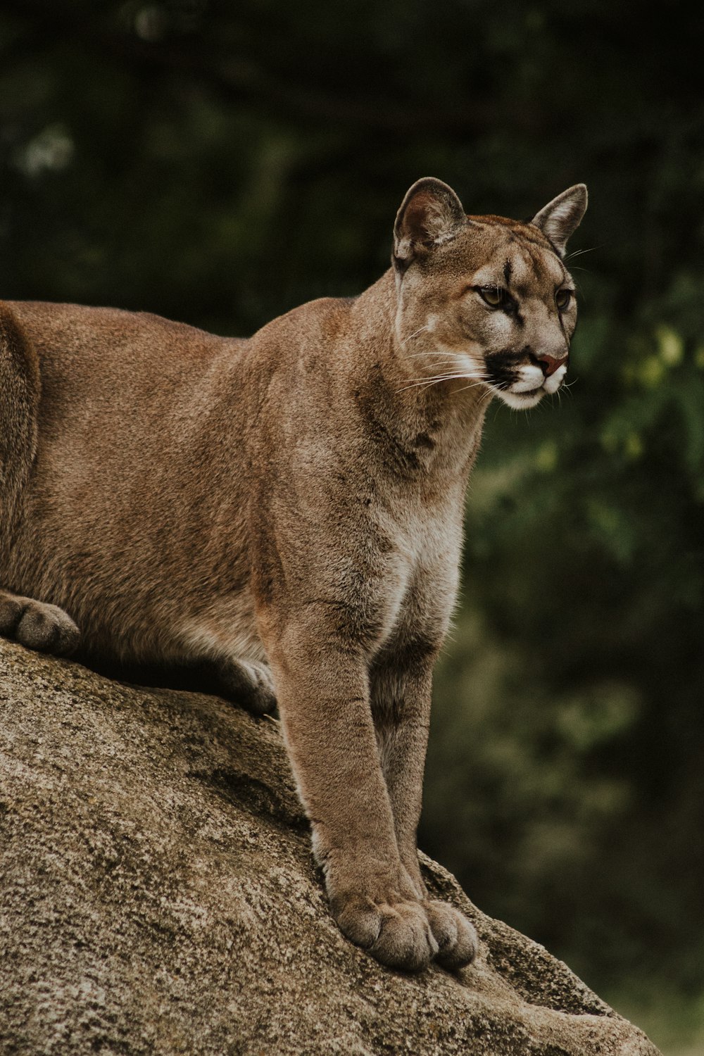 braune und schwarze Wildkatze sitzt auf braunem Gestell