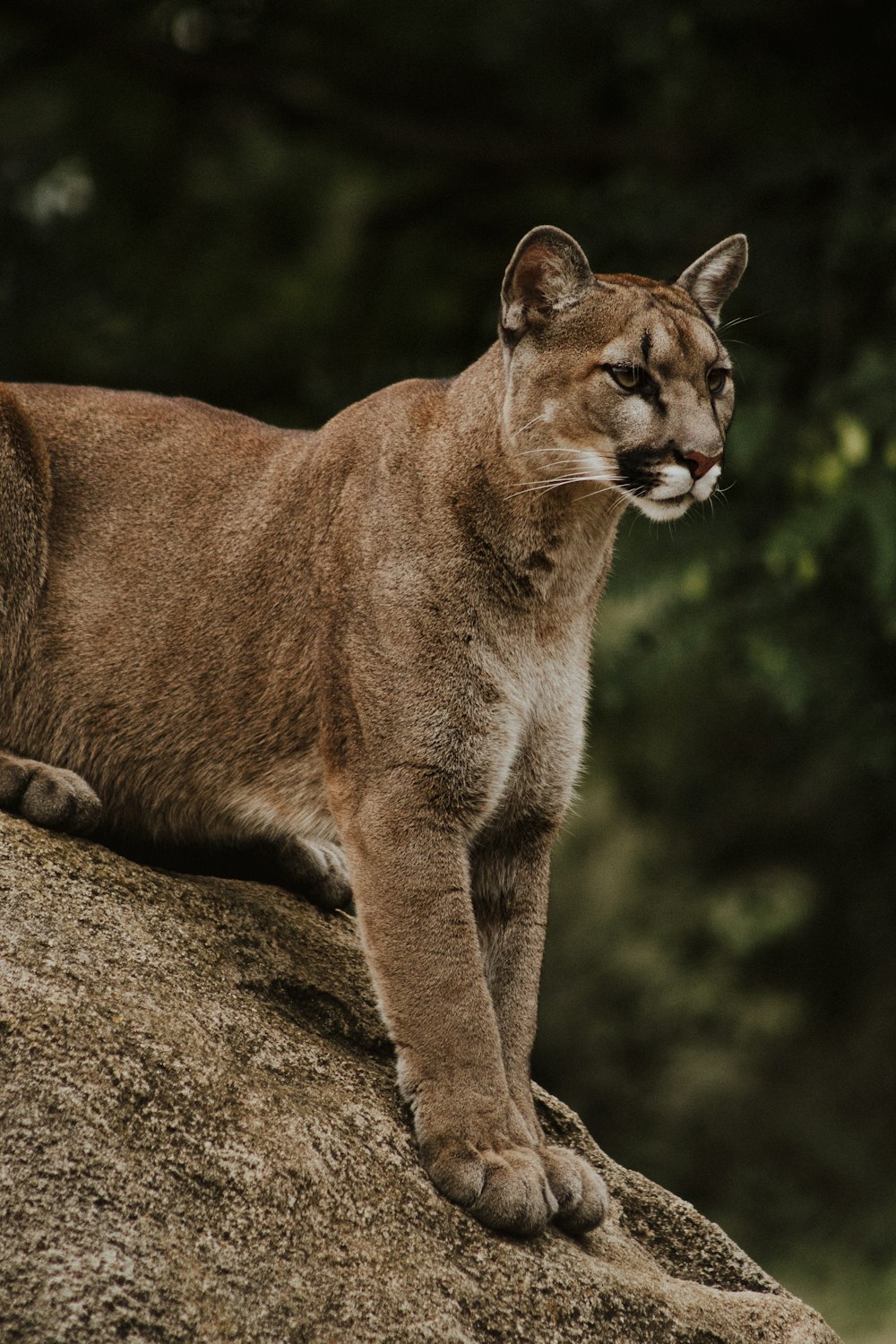100+ Puma Pictures [HD] | Download Free Images on Unsplash
