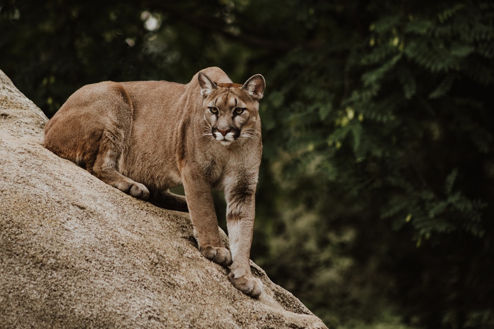 Puma en una formación rocosa marrón