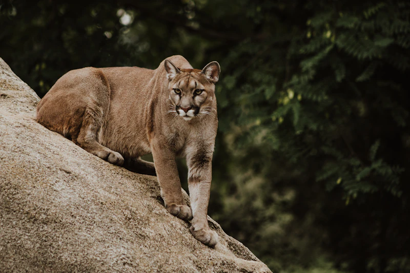 Le Puma