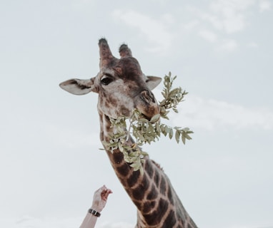 giraffe eating plants
