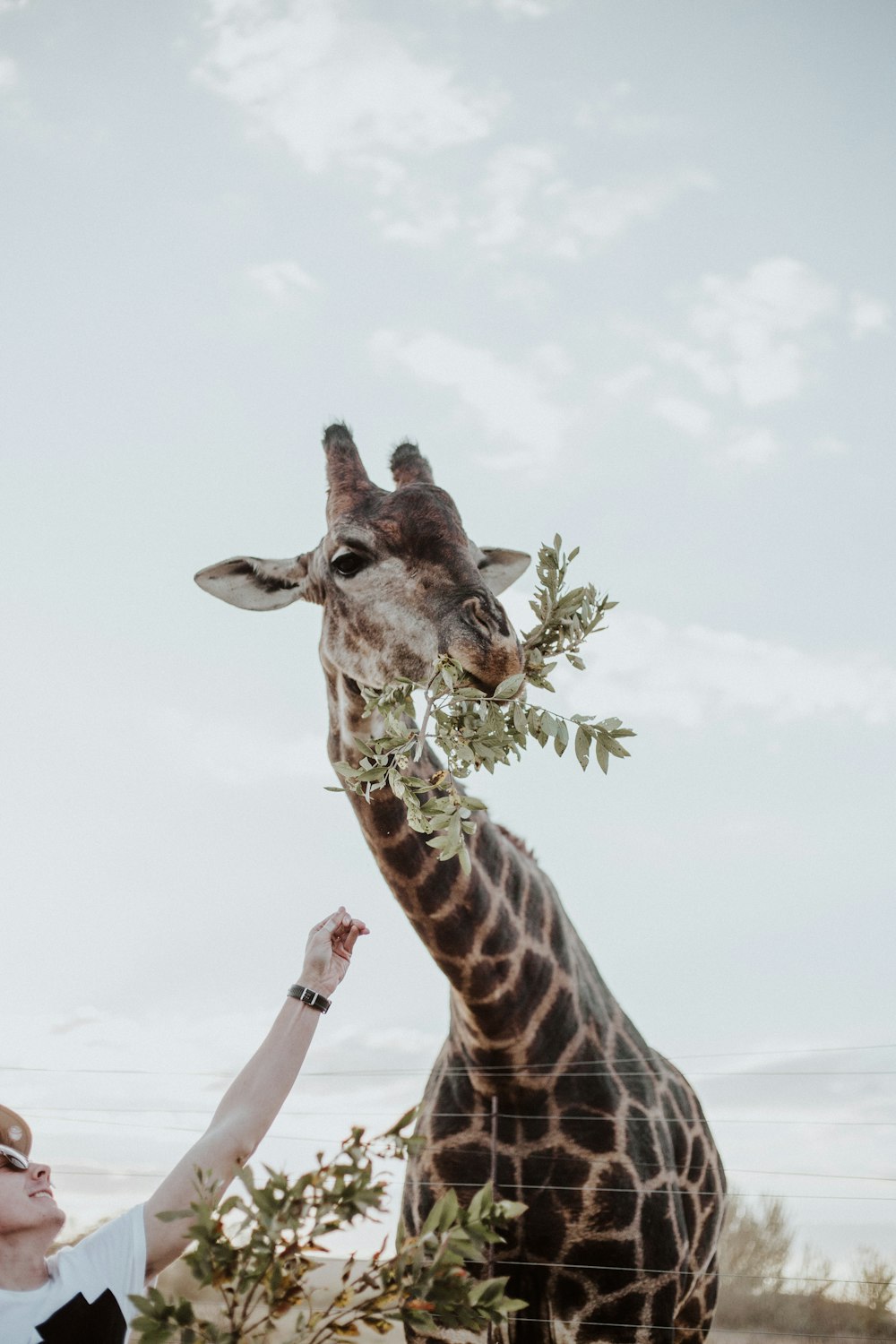 girafa comendo plantas