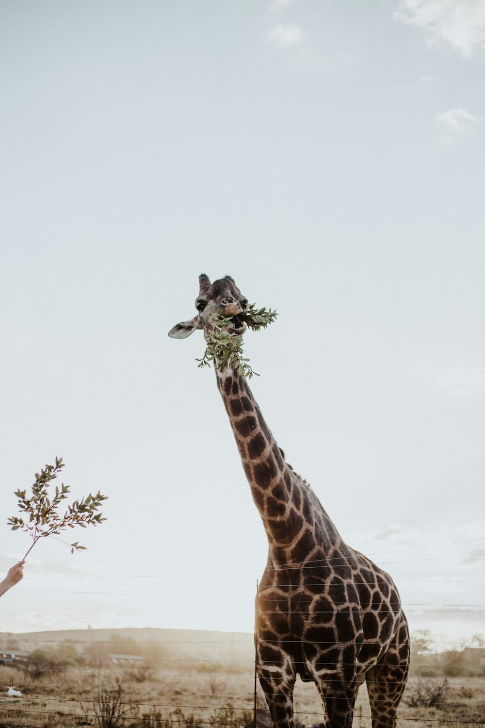 girafa no lado da árvore de madeira marrom