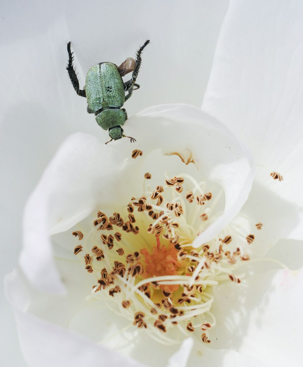 close up photo of white broad petaled flower with green bug