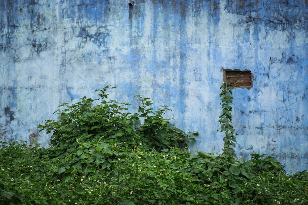 흰색과 파란색 콘크리트 벽에 녹색 잎이 달린 식물