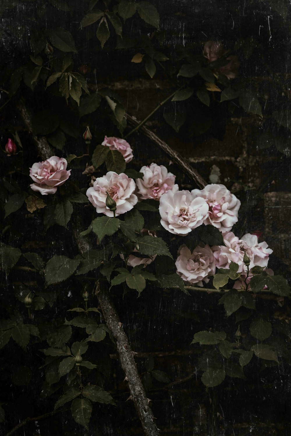 pink rose flower on wall