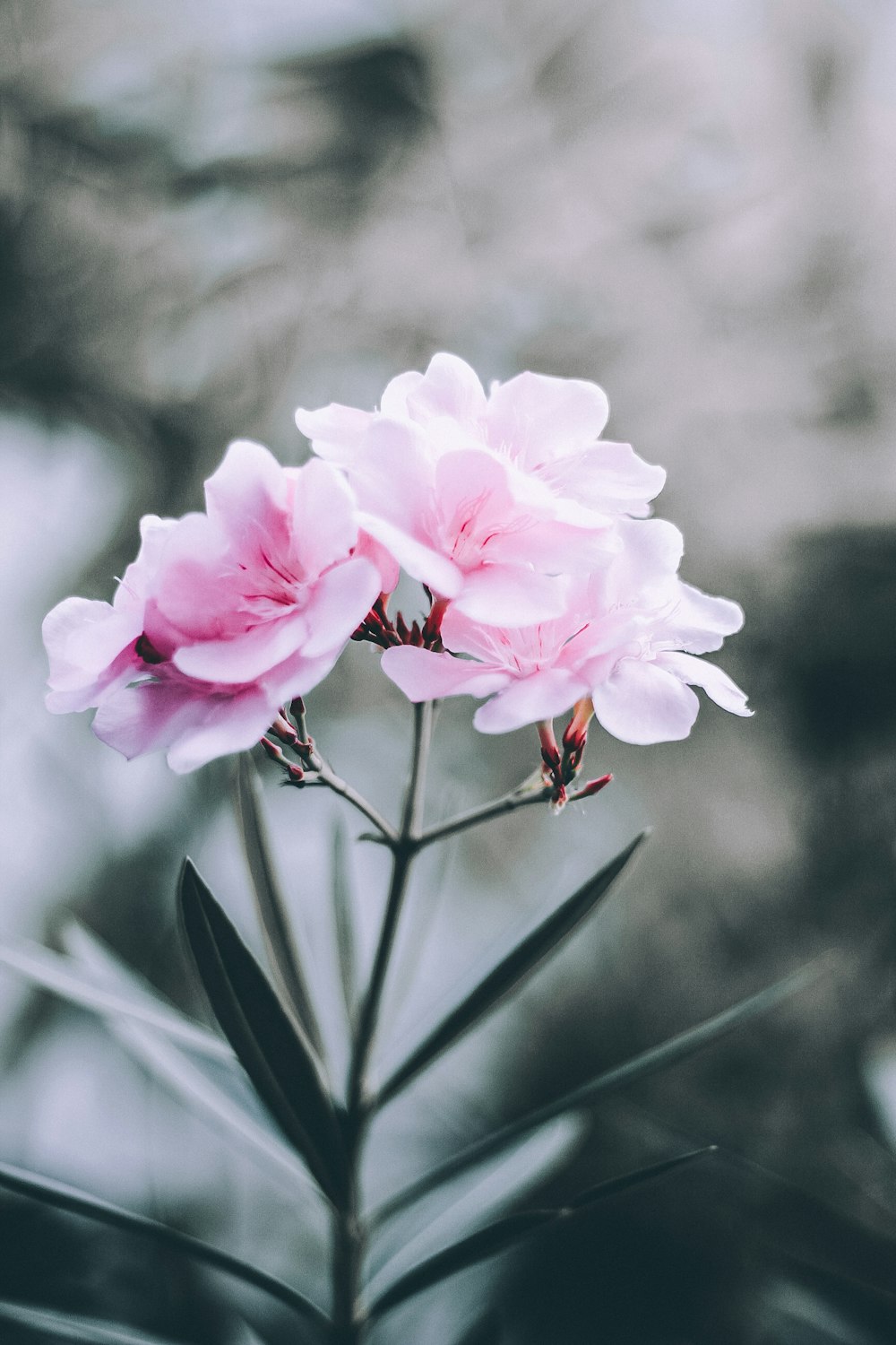foto de foco seletivo de flores de pétalas largas cor-de-rosa