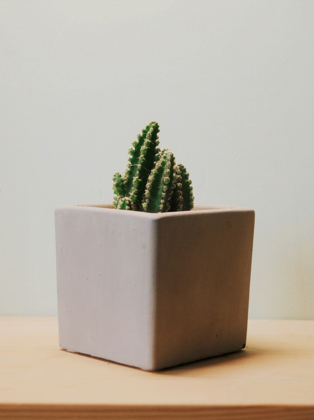 pianta di cactus verde in vaso