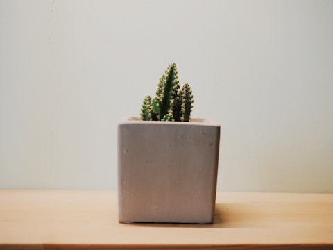 A small cactus with green spiky ridges is planted in a simple, square gray concrete planter. The planter rests on a light wooden surface, and the background is a plain, muted, off-white color.
