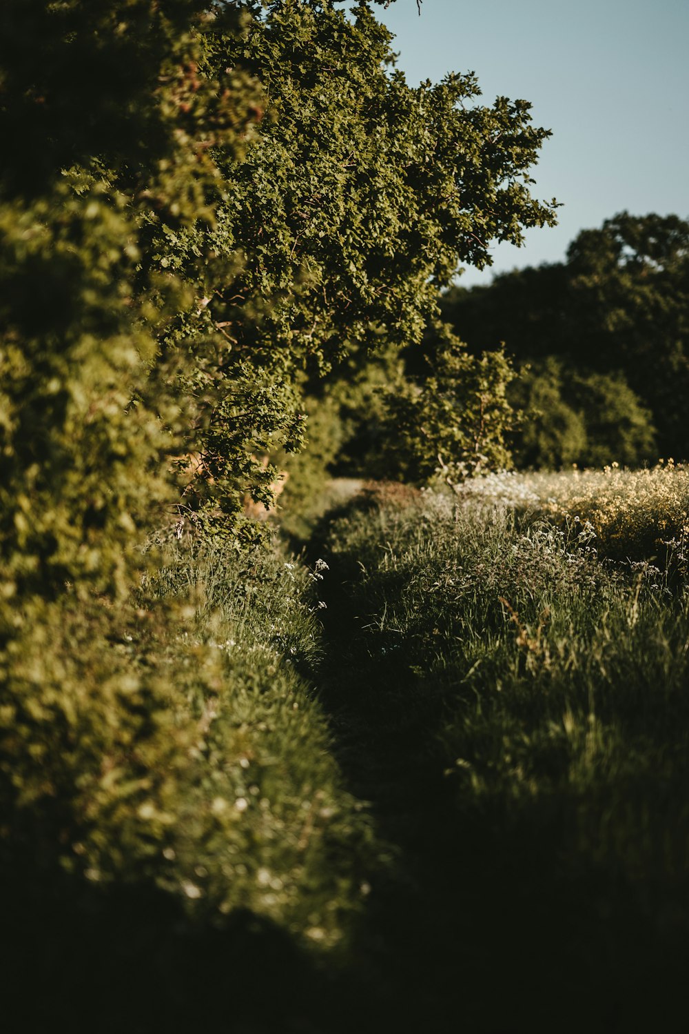 selective focus photo of green leafed plants