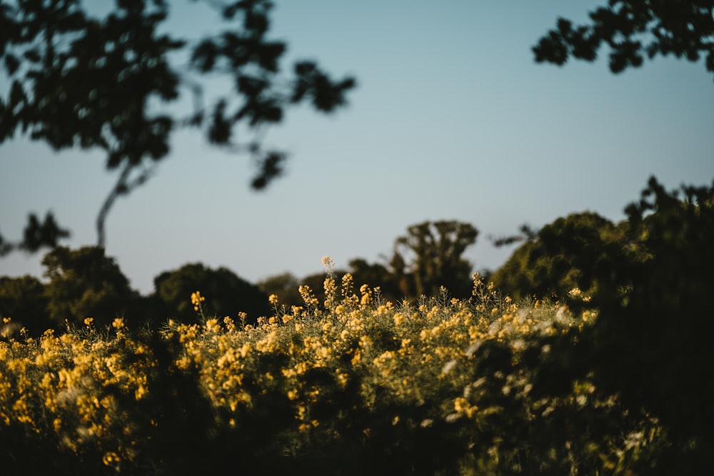 Flor de pétala amarela Fotografia de foco seletivo