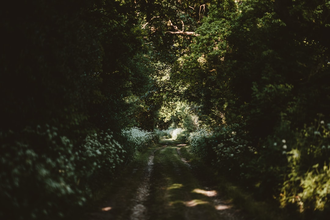 Forest photo spot Exbury Estate Southampton