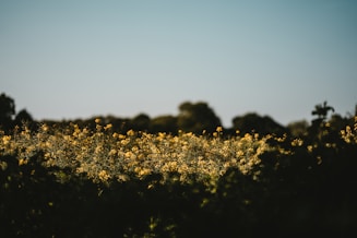 yellow petaled flower field under blue sky