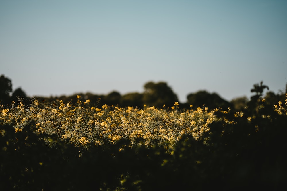 gelbblättriges Blumenfeld unter blauem Himmel