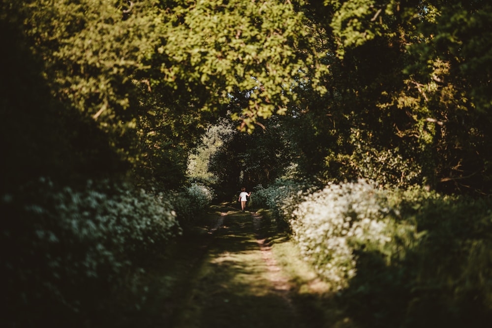 green leafed trees during daytime