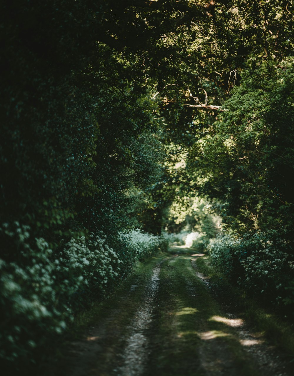 photo of dirt road surrounded by green trees