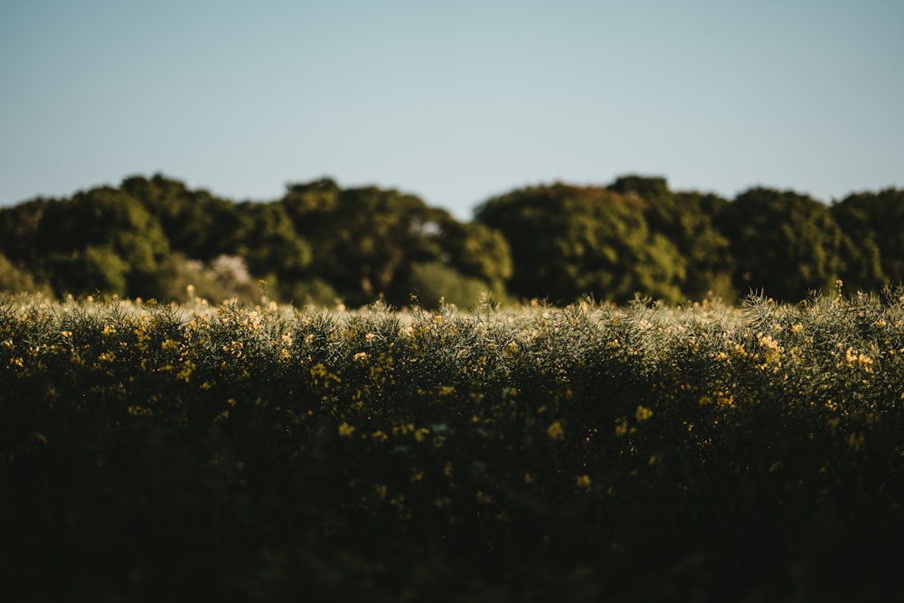 green grass plant