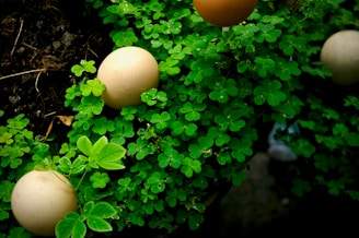 Eggs are nestled within lush green clover leaves, creating a natural and serene setting with a mix of earthy and vibrant colors.