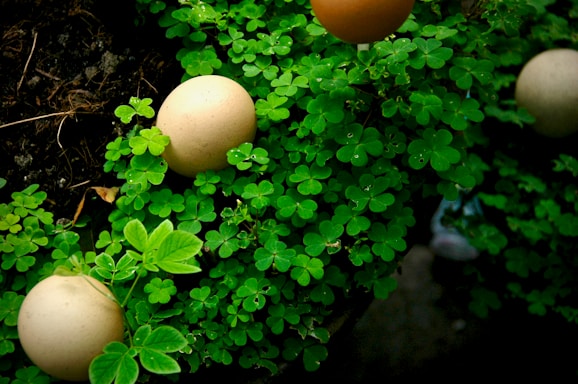 Eggs are nestled within lush green clover leaves, creating a natural and serene setting with a mix of earthy and vibrant colors.