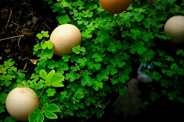 Eggs are nestled within lush green clover leaves, creating a natural and serene setting with a mix of earthy and vibrant colors.