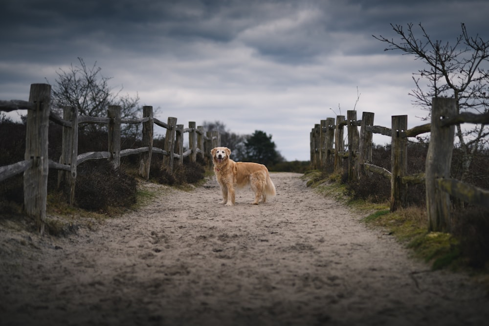 dog standing between wooden fence under dark cloudy sky