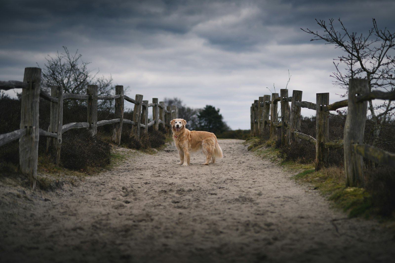 Sigma 50mm F1.4 DG HSM Art sample photo. Dog standing between wooden photography