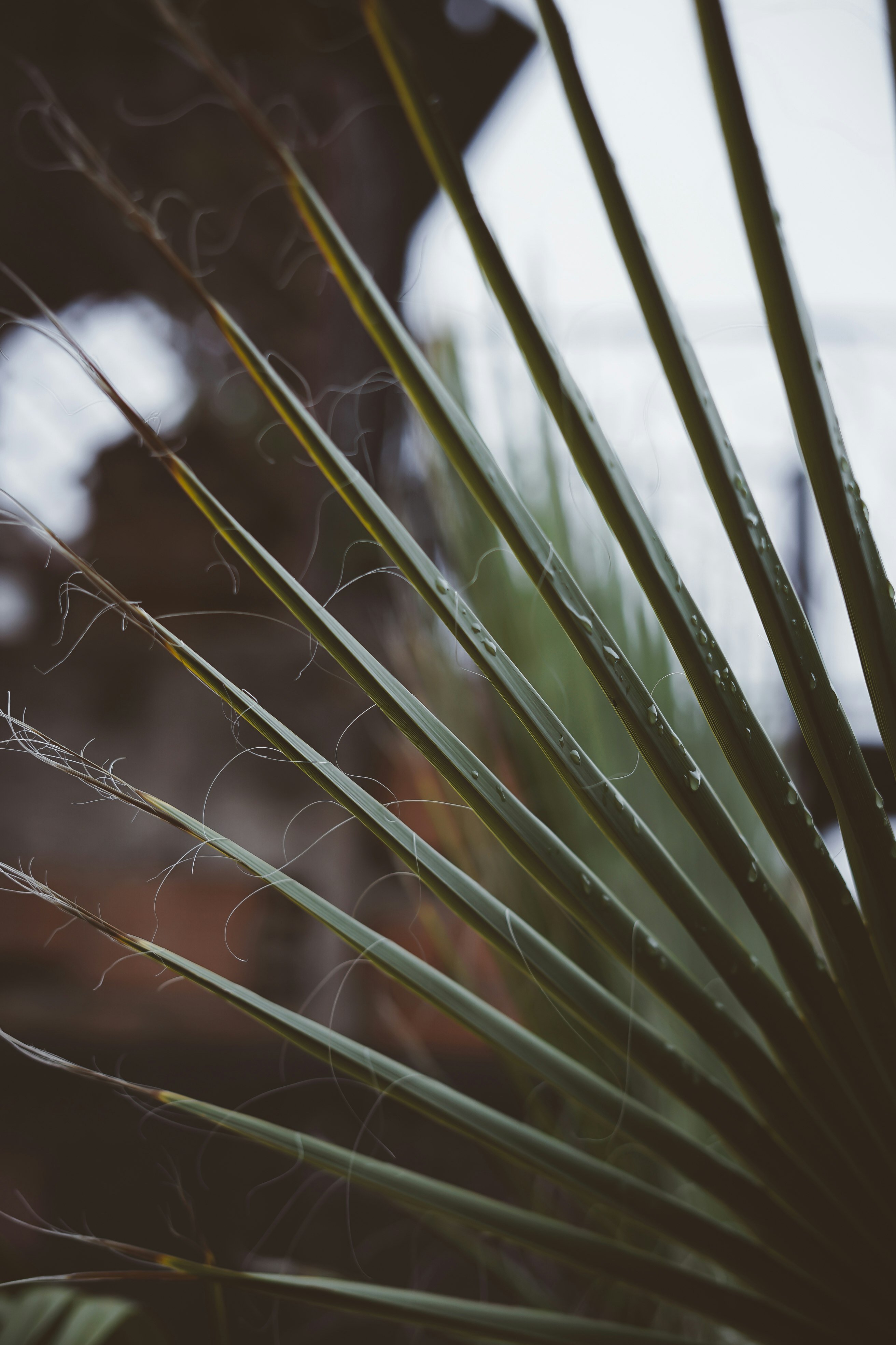 selective focus photography of green palm plant