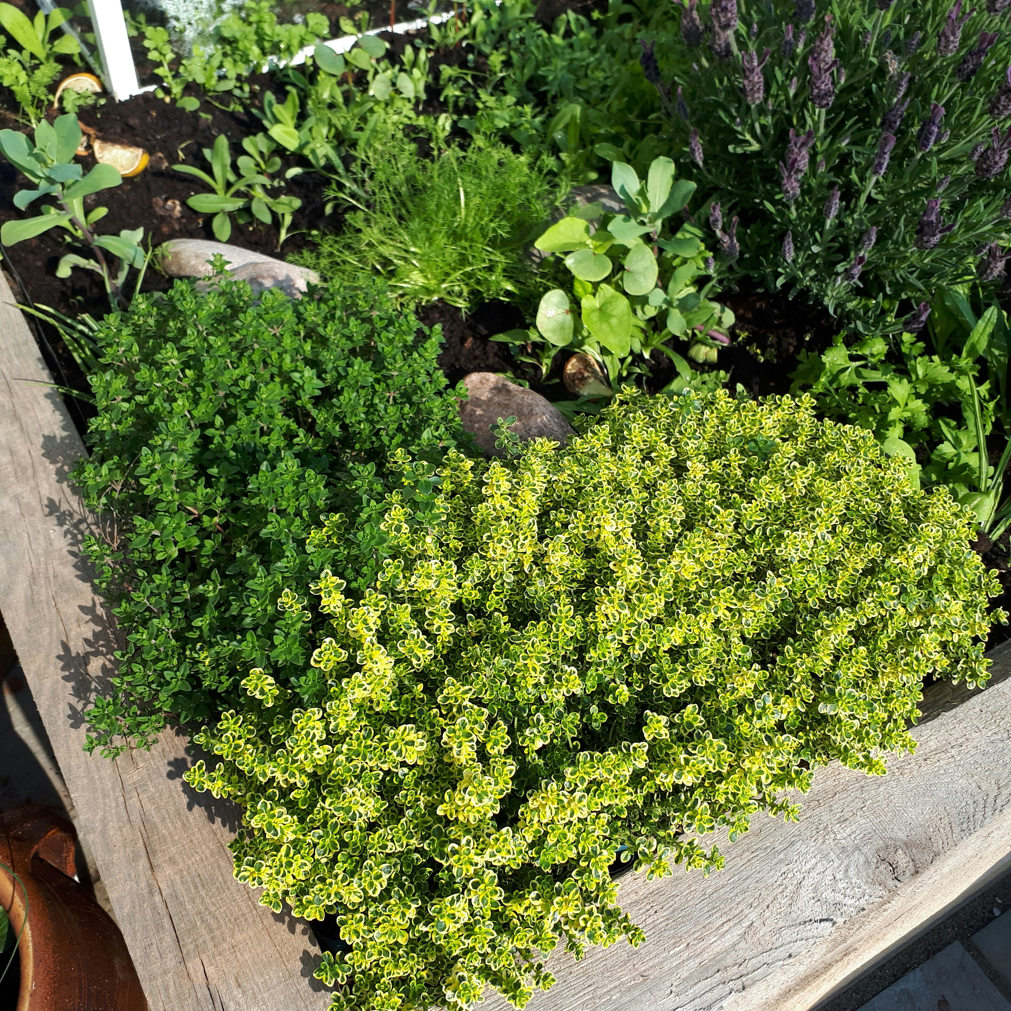 Alpine raised bed planter