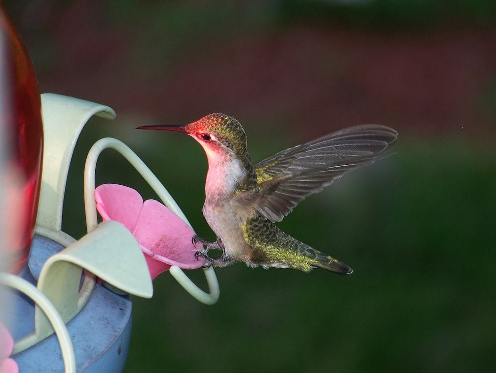 selective focus photo of hummingbird perching on pink plastic toy