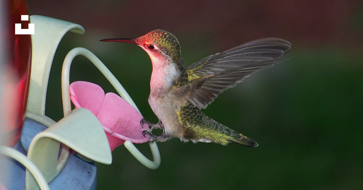 Selective focus photo of hummingbird perching on pink plastic toy photo ...