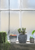four potted plants placed near window