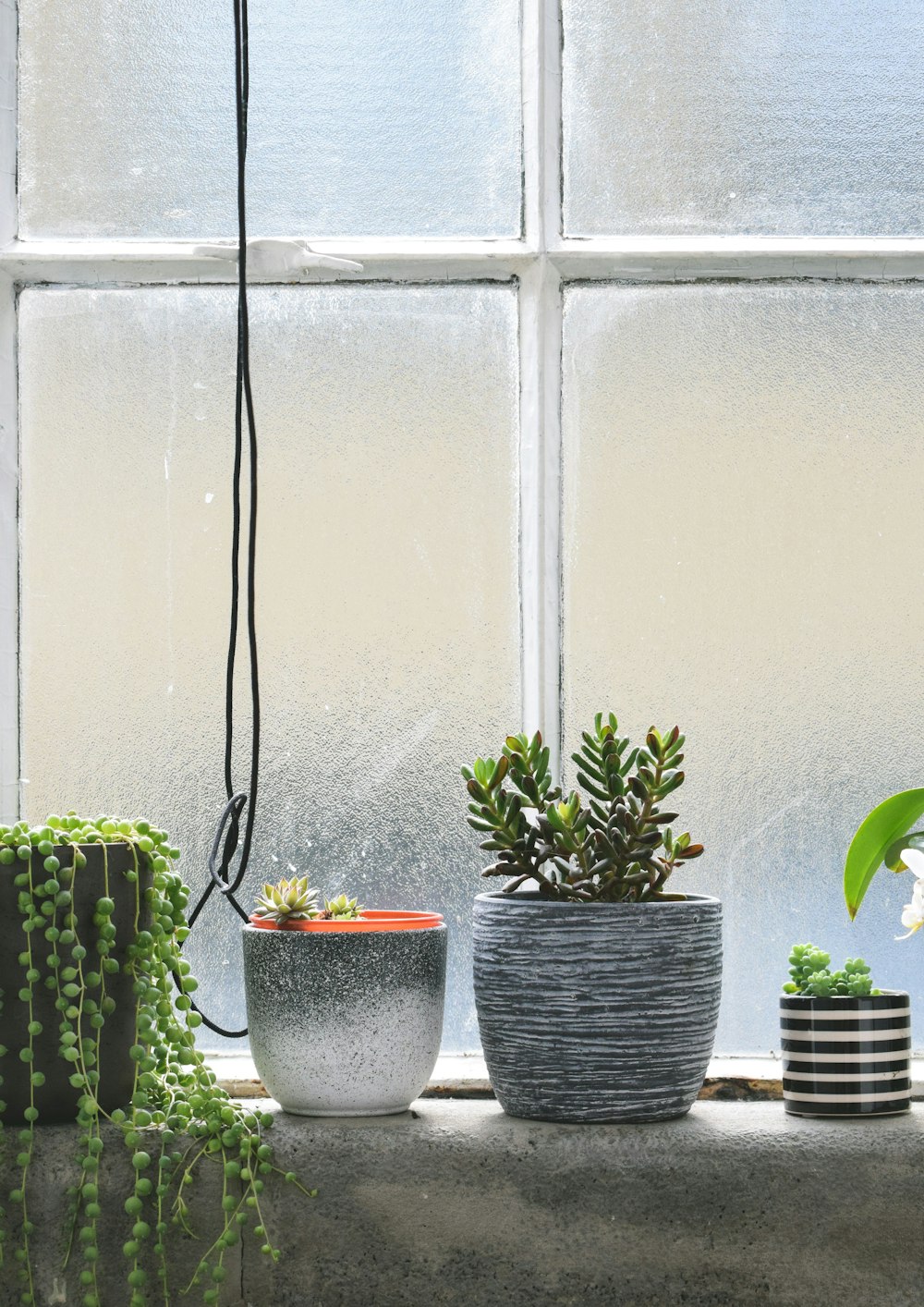 quatro vasos de plantas colocados perto da janela