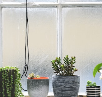 four potted plants placed near window