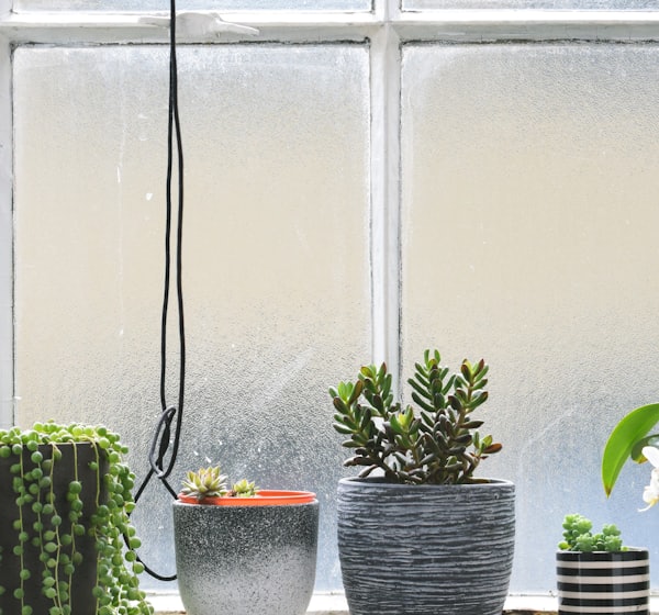 four potted plants placed near window