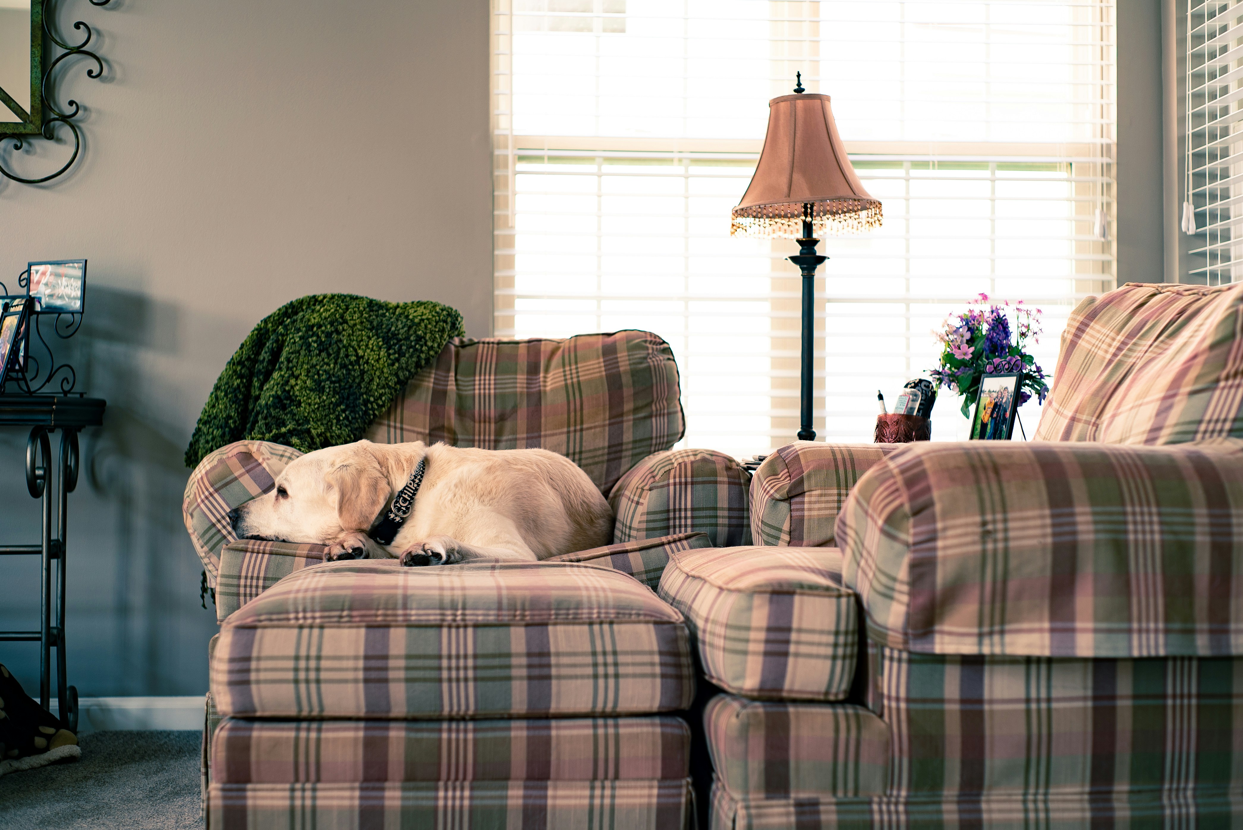 Chip has been my best friend for almost thirteen years now. I have lived far from home for the last six of those, so when I’m back every minute we get together is so special to me. Yesterday I woke him up at one in the morning when I got home, so today I owed him a nap on his favorite chair. Home has meant a lot of different things to me over the years, but this kind of moment is a constant in all of them.