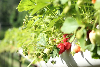 A vibrant strawberry field bathed in morning sunlight with farmers tending to ripe berries.