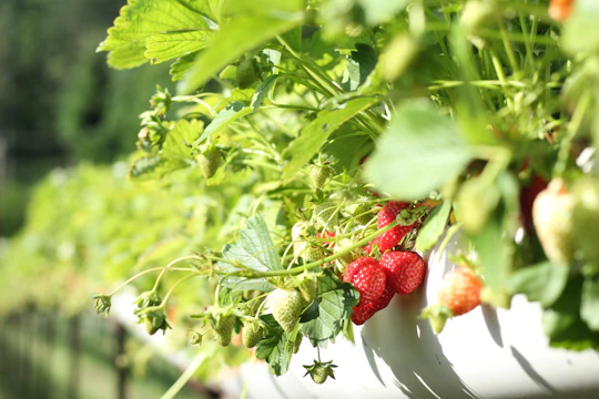 A vibrant strawberry field bathed in morning sunlight with farmers tending to ripe berries.