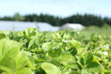 Rows of organic strawberry plants stretching across the lush green hills.