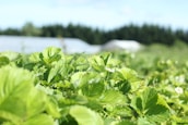 Lush green strawberry plants fill the foreground, with bright green leaves and occasional white flowers visible. In the background, there are blurred outlines of what appear to be agricultural structures and a line of dark green trees under a bright blue sky.