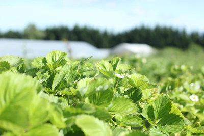 Rows of organic strawberry plants stretching across the lush green hills.