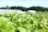 Lush green strawberry plants fill the foreground, with bright green leaves and occasional white flowers visible. In the background, there are blurred outlines of what appear to be agricultural structures and a line of dark green trees under a bright blue sky.