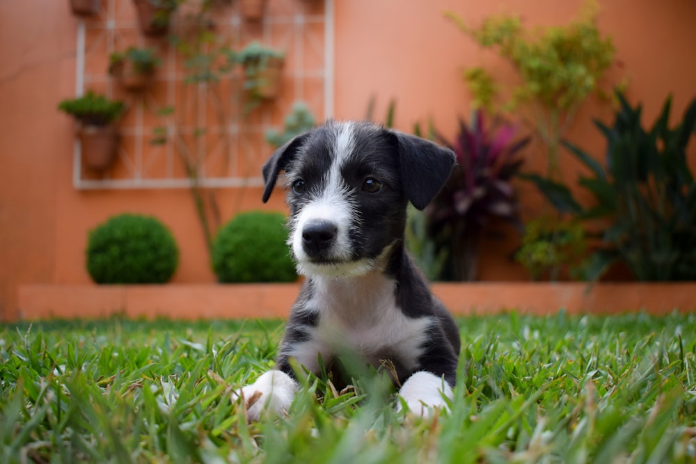 selective focus photography of short-coated black-and-white puppy on grass