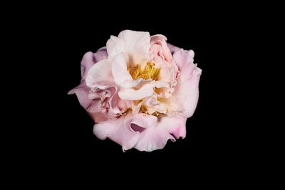 A detailed floral oil painting featuring blooming roses in soft pastel colors.