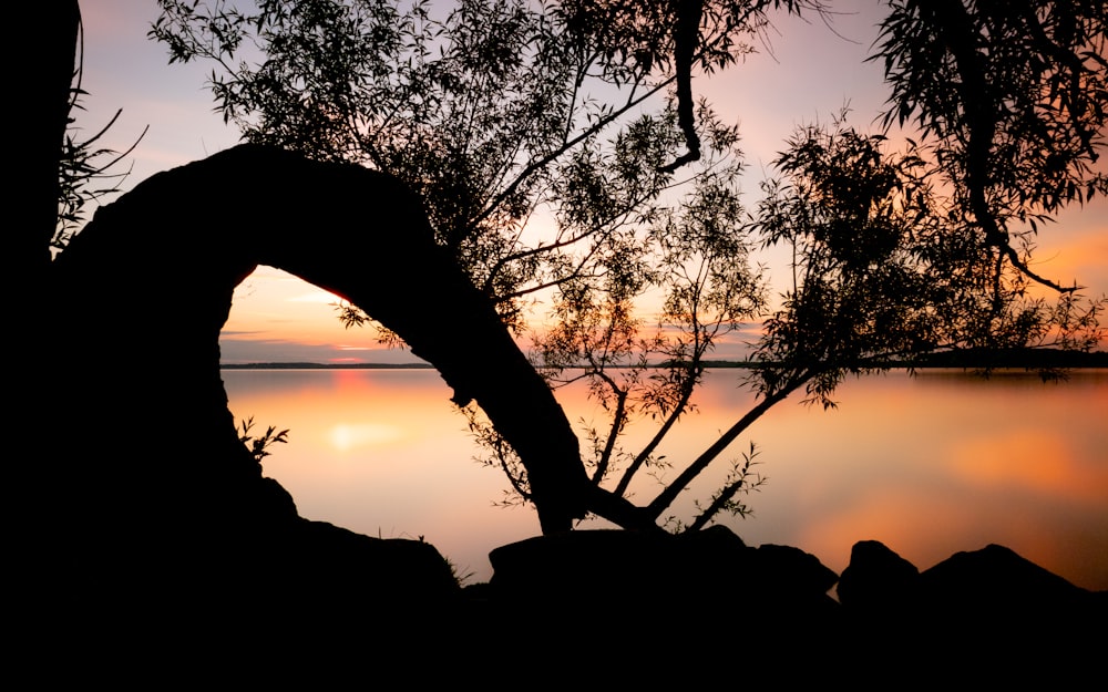 silhouette of tree during orange sunset