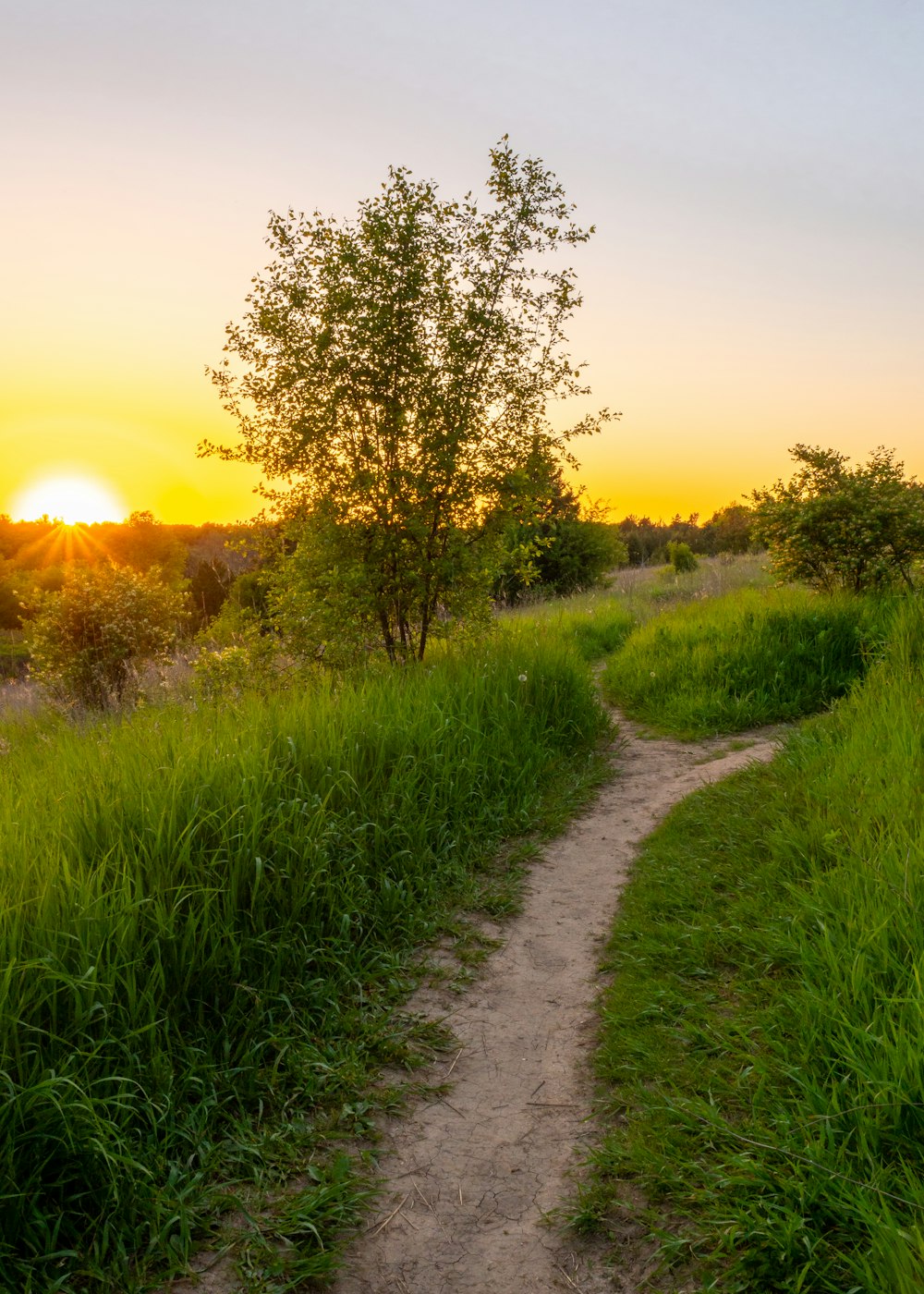 pathway near green grasses during sunrise